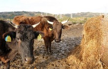 殘存的牛還吃著輻射汙染的糧草。